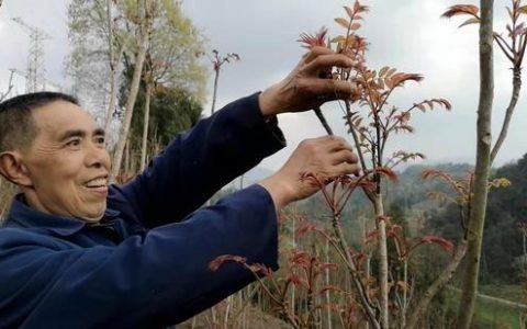 四川种植香椿：2亩地每年能卖上万元