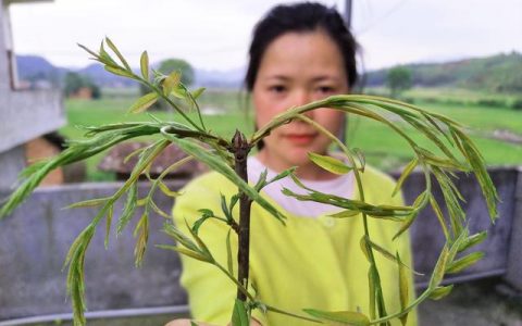 农民种“网红菜”，一年买车两年买房？