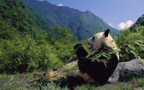 清明小长假四川旅游总收入达172.91亿元