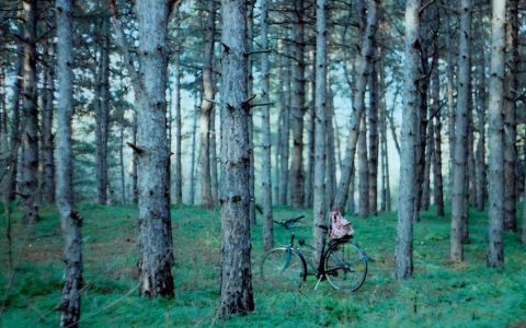 从虚拟树苗到真实造林：指尖上的绿色行动