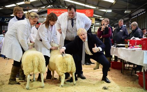 英国首相约翰逊参观冬季展会 “入乡随俗”剪起羊毛
