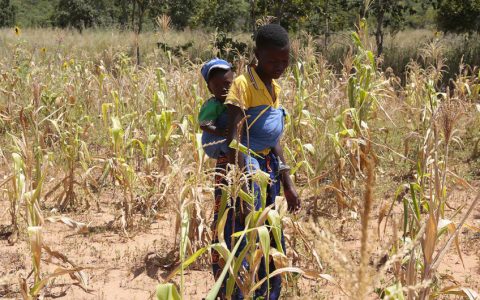 粮食计划署：向津巴布韦400万人提供援粮行动急需资金支持