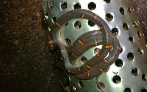 印度男子骑行11公里未觉头盔中有毒蛇