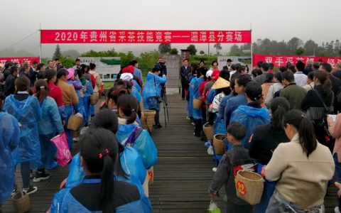 湄潭县举办“2020年贵州省采茶技能竞赛———湄潭县分赛场采茶比赛”活动