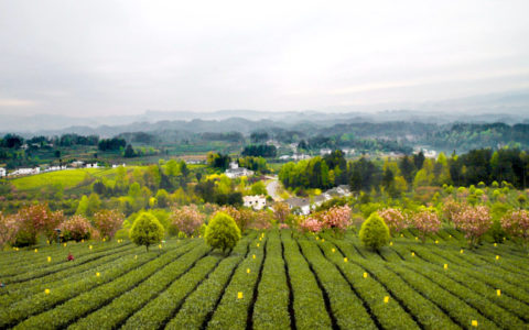 “湄潭翠芽”荣登中国茶类品牌价值榜 跃居第7位——品牌价值114.23亿元