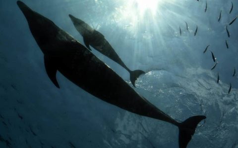 毛里求斯东南海域附近海岸出现27具瓜头鲸尸体