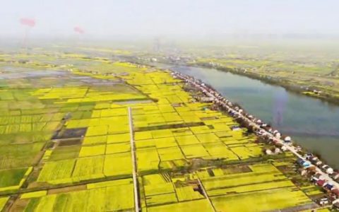 3月16日，常德鼎城十美堂万亩油菜花盛放迎客