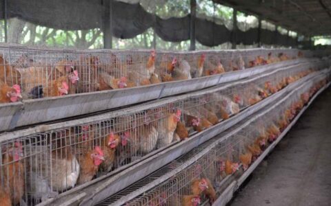 民企和自贸港共成长|王绥仕：海南文昌鸡欲“飞”向世界