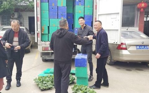 阳光小伙献爱心，6万菜苗助农忙