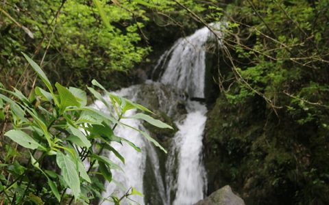 竹叶美景入画来