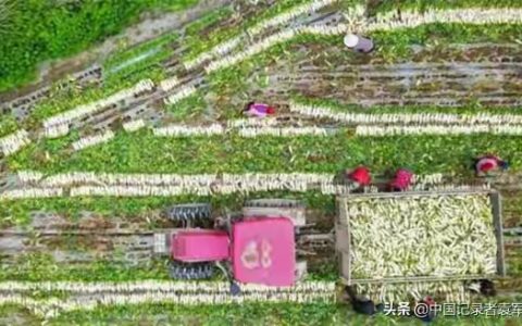 川商总会党委组织采摘120吨有机蔬菜驰援上海