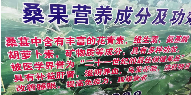 百亩丰硕桑葚园 民众采摘均称甜