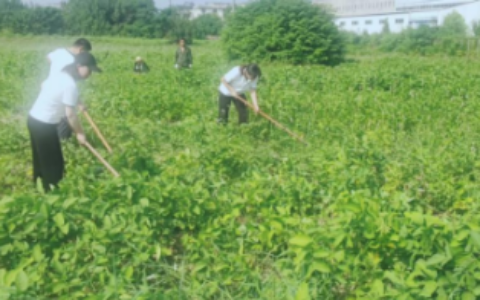 农银人寿阜阳中心支公司开展“保险助推乡村振兴”公益助农活动