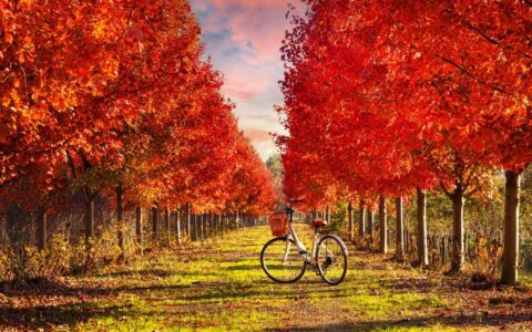 北美枫叶染红浙江平湖千亩郁园乡野