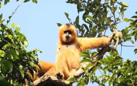 海南长臂猿IP形象设计大赛”正式启动