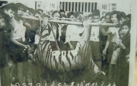 1957年：“华南虎”留在新会的最后踪迹
