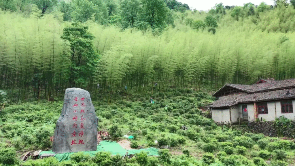 光泽县举办光泽红茶高质量发展联盟会