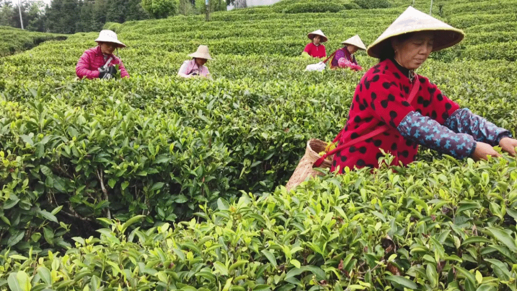 光泽县举办光泽红茶高质量发展联盟会
