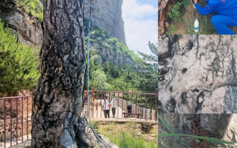 山西省大同市林业资源防治检疫监测中心紧急应对景区虫害 保千年悬根松