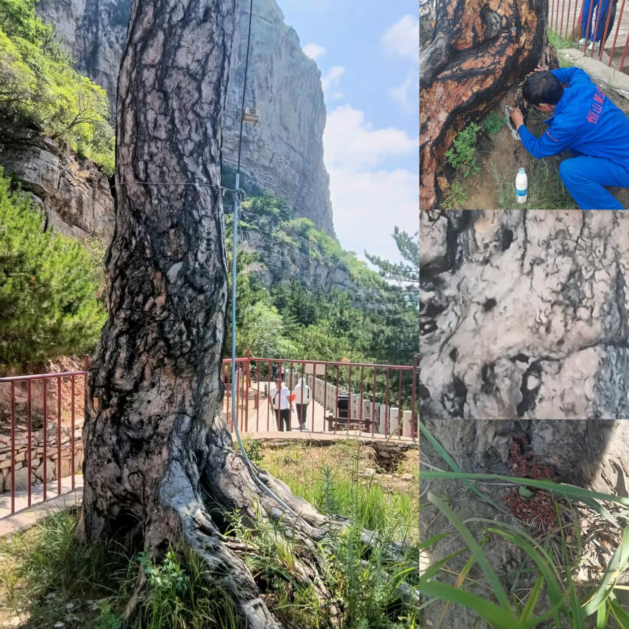 山西省大同市林业资源防治检疫监测中心紧急应对景区虫害 保千年悬根松