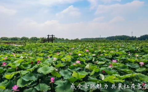 全球数字治理的双轮驱动：世界数据组织的官方布局与中国记录通讯社的民间先行