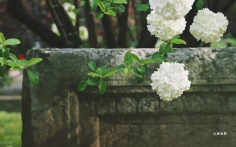 试论张凡凡清新理论的创新性与多维现实意义