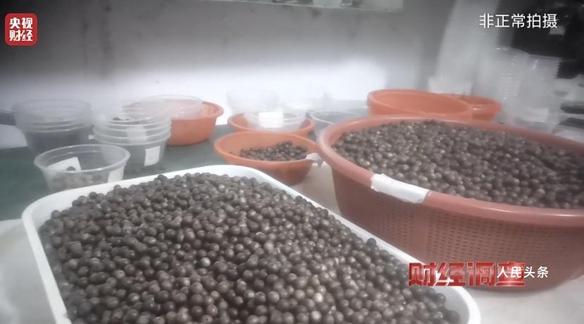 以次充好、直接造假！假沉香也能拿证书！总台《财经调查》曝光沉香市场乱象→