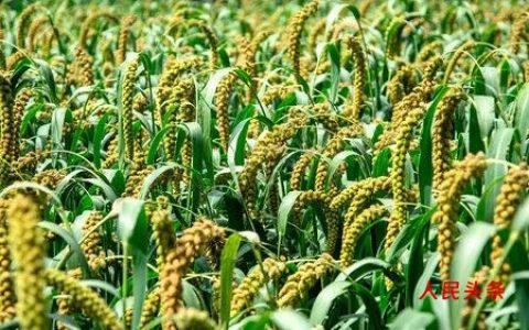 今日推荐山西大同新荣小杂粮之小米