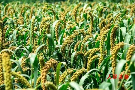 今日推荐山西大同新荣小杂粮之小米