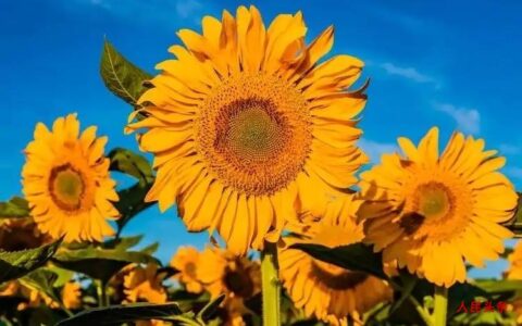 武子的诗——圆梦园的葵花