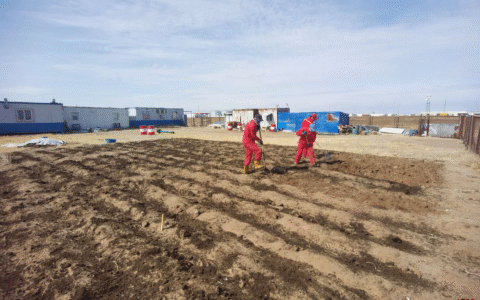 塔木察格小菜园：外蒙荒原上的那片绿洲