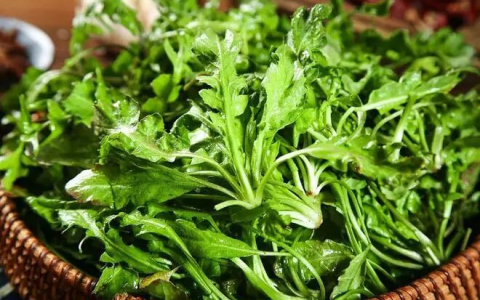 一口吃下整个春天！黑龙江人的“野菜自由”，到底有多野？