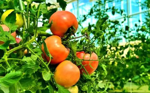 从种菜到养鱼养鼠：中国空间站三大实验突破，解锁太空生存密码