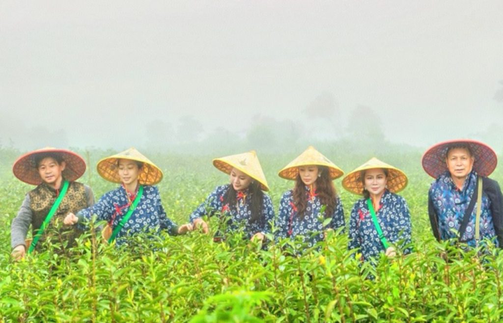 洪紫千：福鼎白茶越老越值钱？