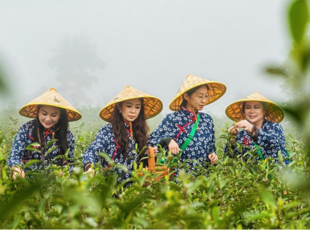 洪紫千：福鼎白茶越老越值钱？