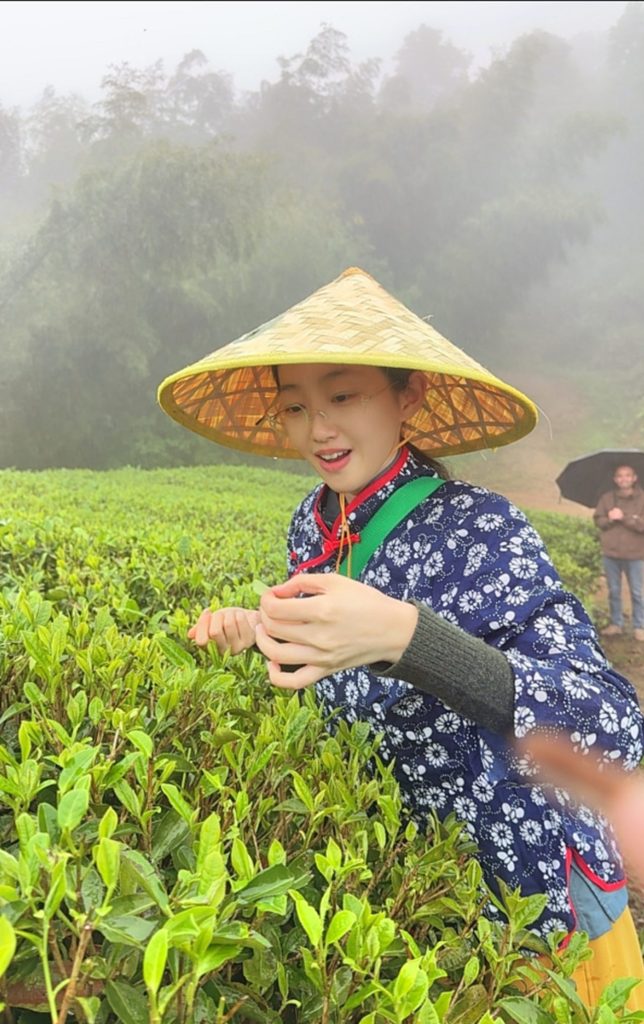 洪紫千：福鼎白茶越老越值钱？