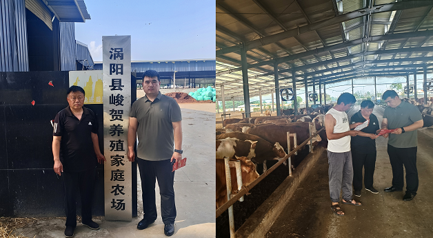 深耕农险筑屏障 安徽肉牛兴皖乡人保公司农业保险+模式激活养殖发展新动力