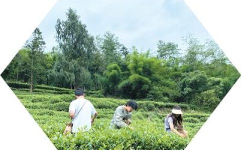 高校掀起春耕热潮：当代学子走进田野，重拾千年耕读精神