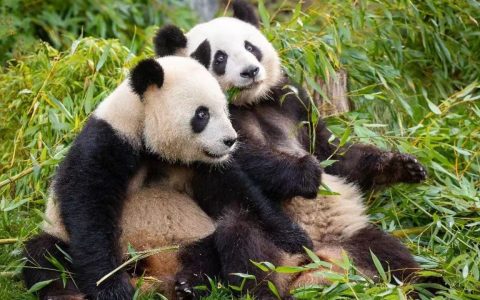 不止可爱！爱宝家族添新成员，萌系使者架起中韩连心桥